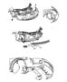 Fascia, Front. Diagram