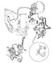 Brake Lines,Front,LHD,RHD,With Anti-Lock Brakes. Diagram