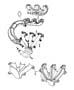 Exhaust Manifolds And Heat Sheilds 3.3L [3.3L V6 OHV Engine]. Diagram