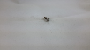 Image of ***NEW NUMBER 9001431340A*** image for your 2009 Porsche 911