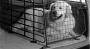 View Dog gate, left Full-Sized Product Image