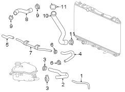 Radiator Coolant Hose (Front, Lower)