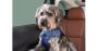 Image of Pet Harness - Large image for your Subaru Outback  