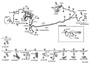 Image of CLAMP. image for your 1988 TOYOTA LAND CRUISER