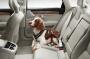 Image of Dog Harness image for your Volvo XC90  